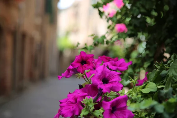 Flowers in an alley of the town of Citta della Pieve, Italy