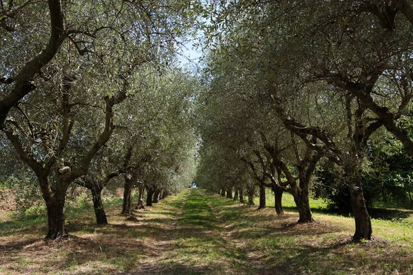 İtalya, Trasimeno Gölü 'ndeki zeytin ağaçları tarlası.
