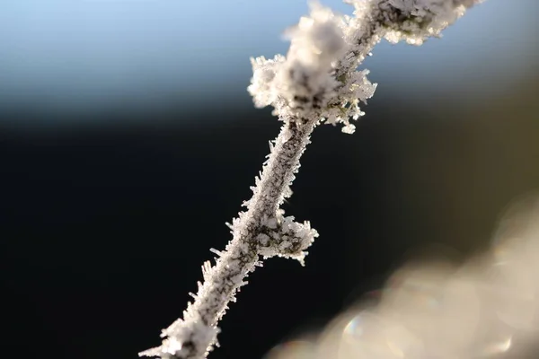 Кристаллы льда на ветвях — стоковое фото