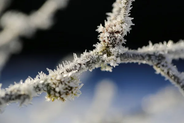 나뭇가지에 있는 얼음 결정들 — 스톡 사진