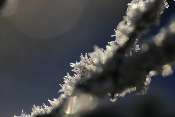 Dallardaki buz kristalleri — Stok fotoğraf