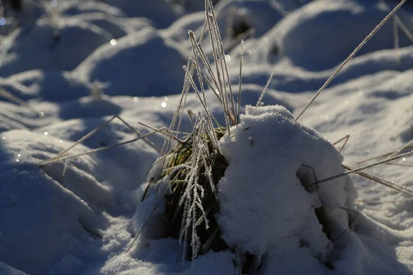 小布什在雪地里被晨曦照亮了 — 图库照片