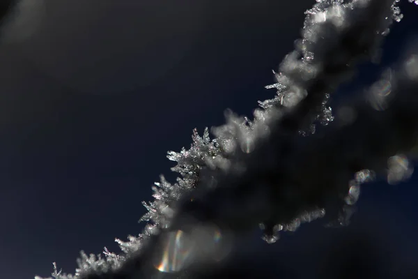 Cristales de hielo en las ramas —  Fotos de Stock