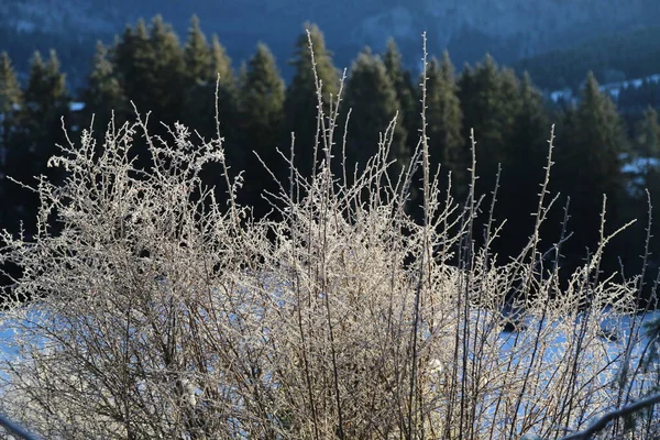 Bush met ijs onder het zonlicht — Stockfoto