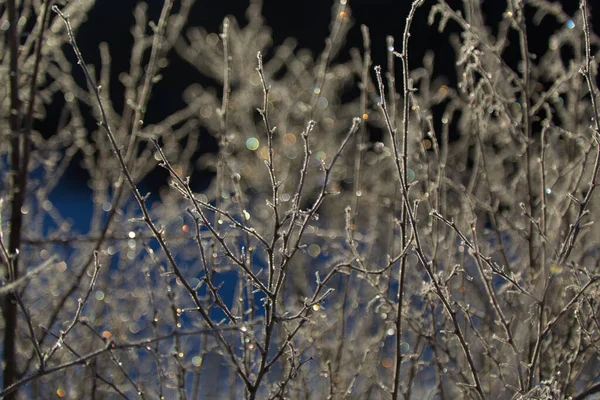 Bush con hielo bajo la luz del sol —  Fotos de Stock