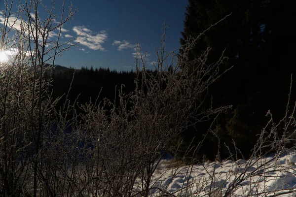 Bush avec glace sous la lumière du soleil — Photo