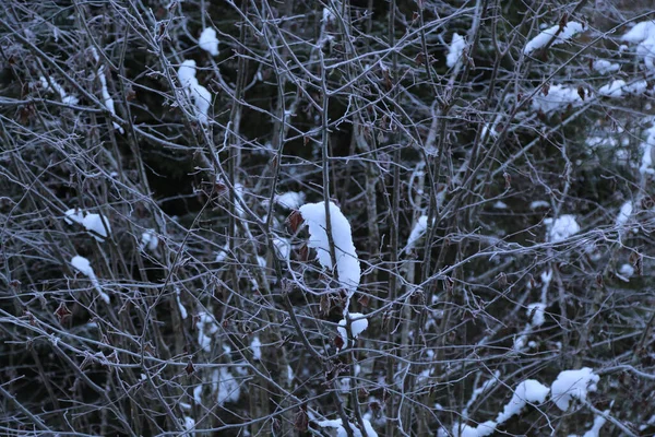 De takken van bomen bedekt met sneeuw — Stockfoto