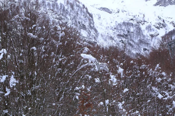 Les branches des arbres couverts de neige — Photo