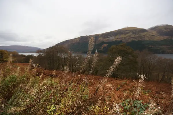 Herbstbüsche in den schottischen Highlands — Stockfoto