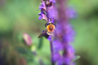 Arı çiçeğin nektarını emiyor.