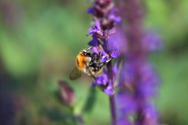 Arı çiçeğin nektarını emiyor.