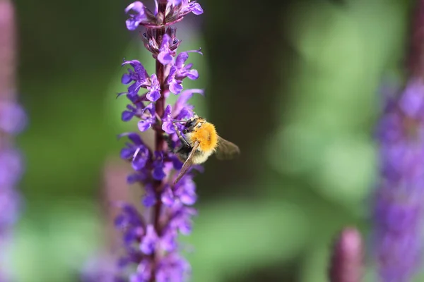 Пчела сосёт нектар цветка — стоковое фото