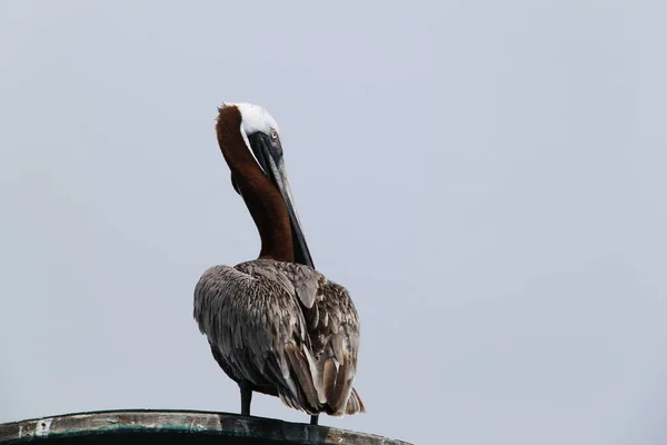 Pélican des îles Galapagos — Photo