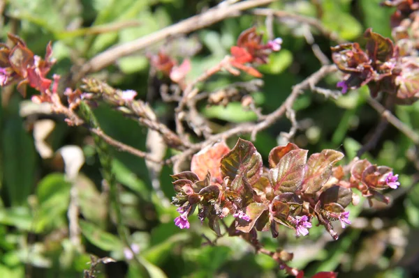 Wilde Blumen in den Anden Ecuadors — Stockfoto