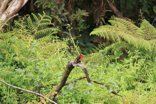 O pássaro-voador-de-vermelhão das Ilhas Galápagos — Fotografia de Stock