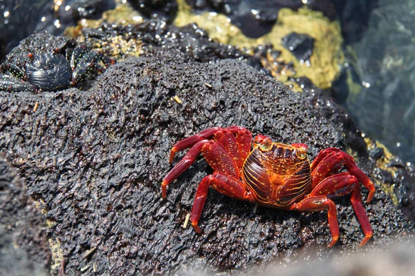 Červený krab z Galapážských ostrovů — Stock fotografie