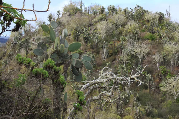 Vegetación típica de las Islas Galápagos — Foto de Stock