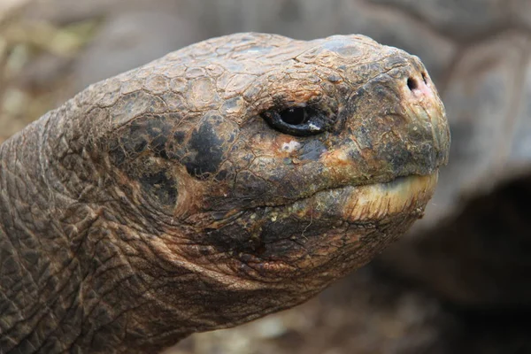 갈라파고스 제도의 거대 한 거북 — 스톡 사진