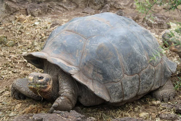 Reuzenschildpad van de Galapagoseilanden — Stockfoto