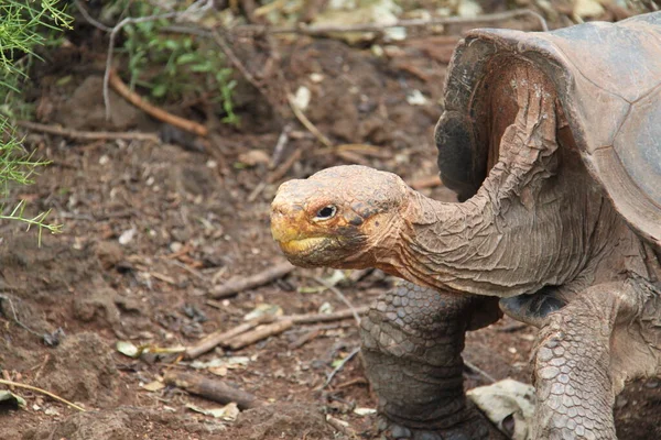 Велетенська черепаха Галапагоських островів — стокове фото