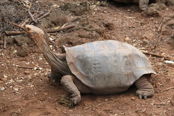 갈라파고스 제도의 거대 한 거북 — 스톡 사진