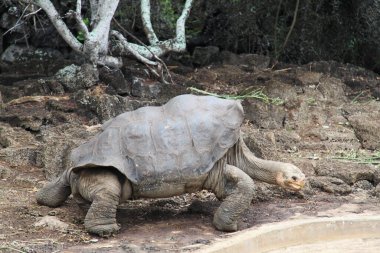 Galapagos Adalarının dev kaplumbağası.