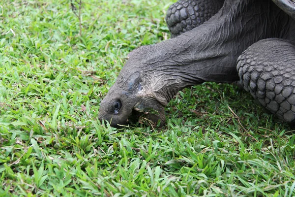 ガラパゴス諸島の巨大亀 — ストック写真