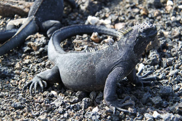 Iguana marinha das Ilhas Galápagos — Fotografia de Stock