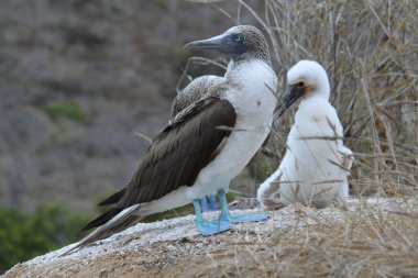 Mavi Ayaklı Bubi kuşu yuvasında, Galapagos