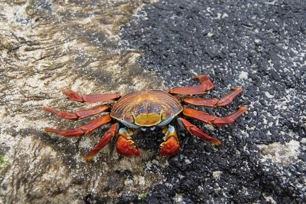 El cangrejo rojo de las Islas Galápagos — Foto de Stock