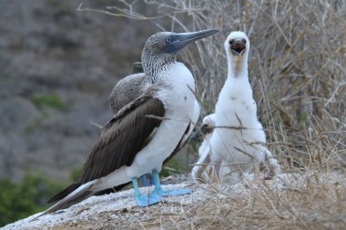 Mavi Ayaklı Bubi kuşu yuvasında, Galapagos
