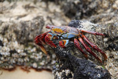 Galapagos Adalarının kırmızı yengeci