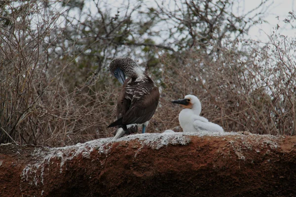 Błękitnopłetwy ptak w gnieździe, Galapagos — Zdjęcie stockowe