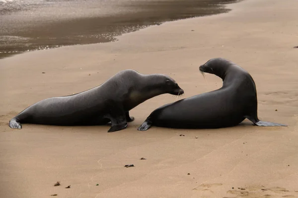 Leões marinhos na praia das Ilhas Galápagos — Fotografia de Stock