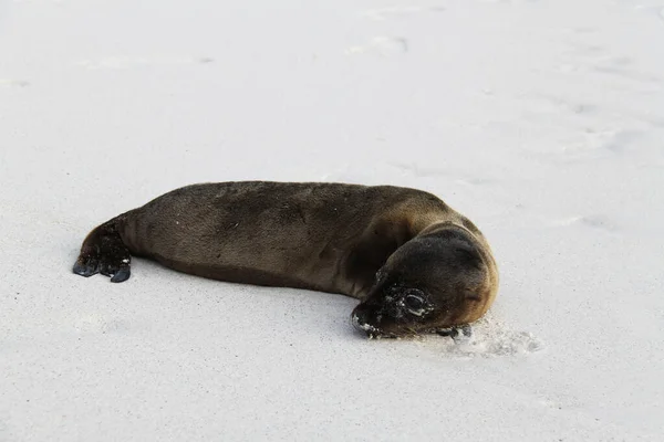 Filhote de leão marinho das Ilhas Galápagos — Fotografia de Stock