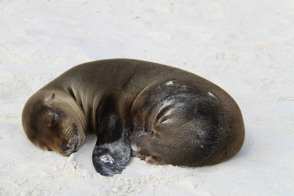 Filhote de leão marinho das Ilhas Galápagos — Fotografia de Stock