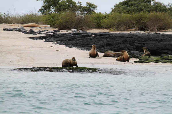 Leões Marinhos das Ilhas Galápagos — Fotografia de Stock