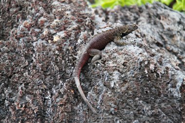 Galapagos Adalarının Lav Kertenkelesi
