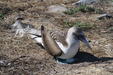 Mavi ayaklı sümsük kuşu Galapagos Adalarındaki yuvasında