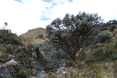 Ekvador 'daki El Cajas Ulusal Parkı 