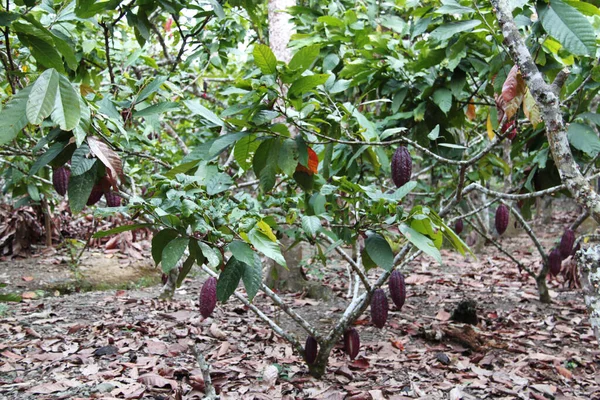 Cocoa plant with its fruits
