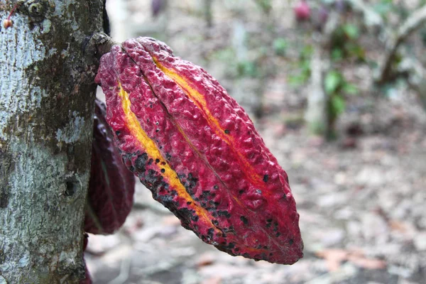 Fruit of cocoa plant, Ecuador