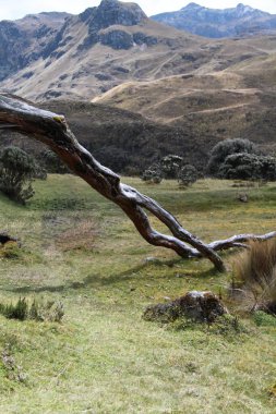 Cajas Ulusal Parkı 'nda güzel bir ağaç dalı. 