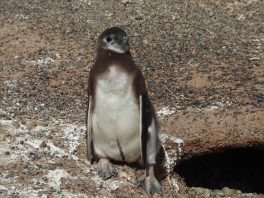 Valdes Yarımadası, Arjantin 'den genç penguen 