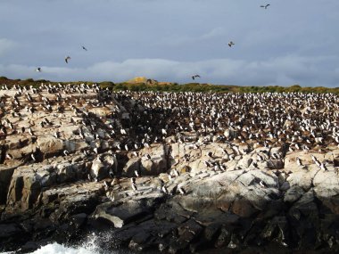 Arjantin 'in Beagle Kanalı' ndaki kuşlar. 