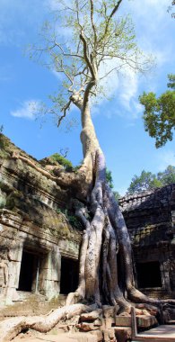 Kamboçya 'daki Ta Phrom Tapınağı' nın orman ve harabeleri