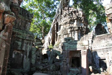 Kamboçya 'daki Ta Phrom Tapınağı' nın orman ve harabeleri