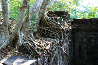 Beng Mealea tapınağının orman kalıntıları, Kamboçya