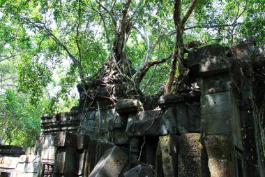 Beng Mealea tapınağının orman kalıntıları, Kamboçya