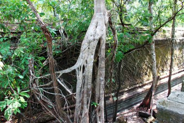 Beng Mealea tapınağının orman kalıntıları, Kamboçya